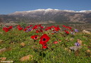 Anemone Coronaria